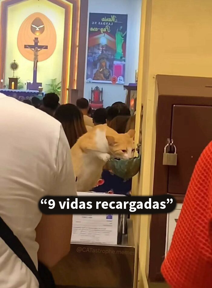Gato bebiendo agua en iglesia durante misa, mostrando la mala leche típica de los gatos en memes divertidos.