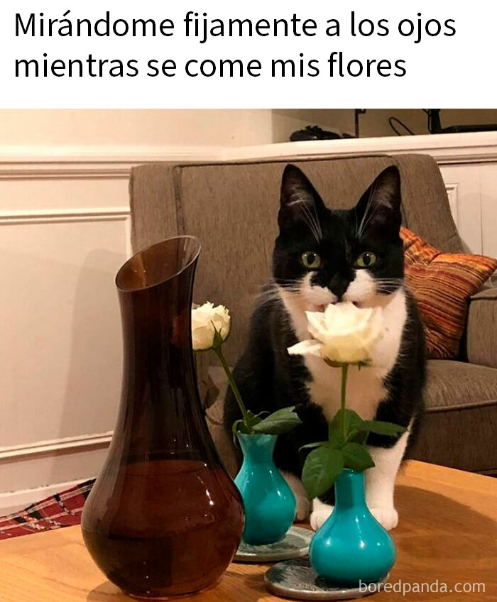 Gato con mala leche mirando fijamente mientras come flores en sala con jarrones y sillón de fondo.
