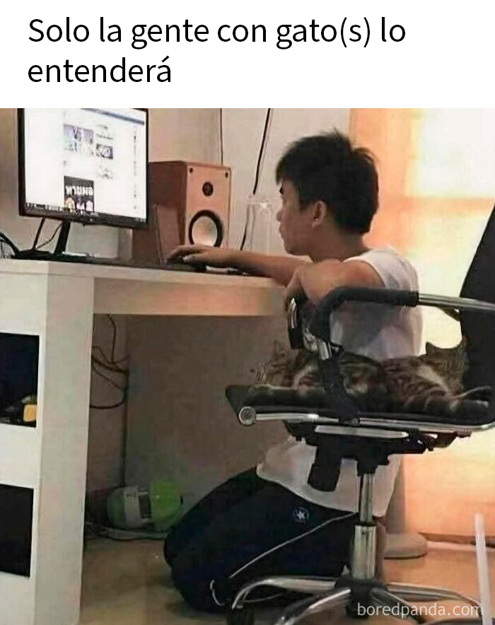 Joven mirando una computadora mientras un gato está recostado en la silla, mostrando la mala leche de los gatos.