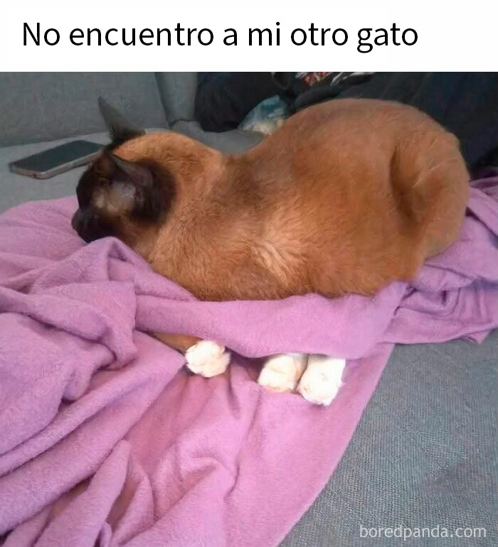 Gato marrón descansando sobre una manta morada con patas ocultas, mostrando comportamiento típico de gatos con mala leche.
