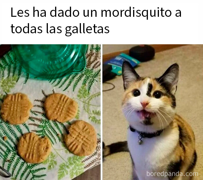 Gato con mala leche mordió las galletas dejando un mordisco en cada una, mostrando su actitud traviesa y juguetona.