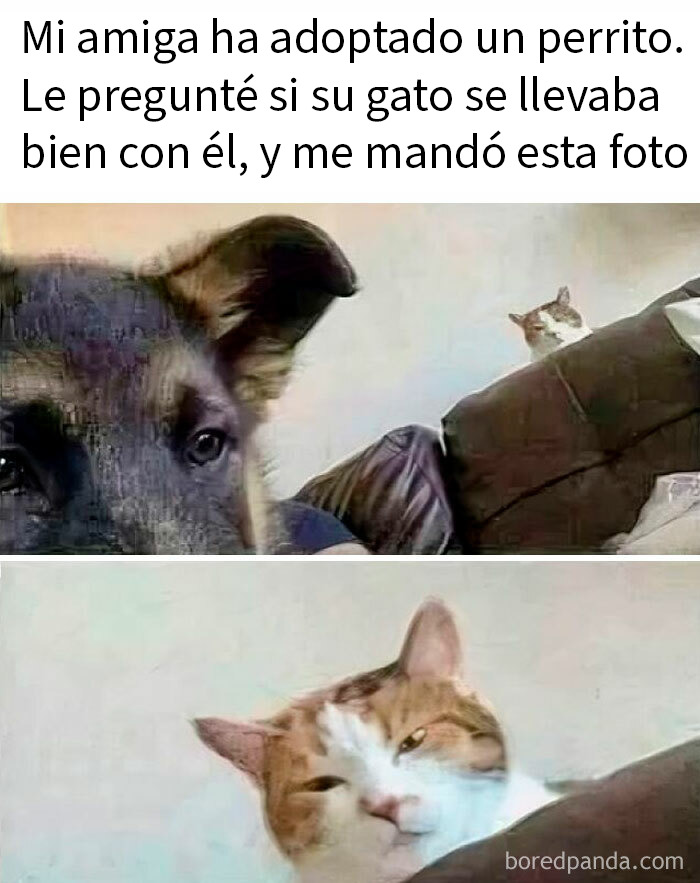 Gato con expresión maliciosa mirando a un perro desde el sofá, mostrando la mala leche típica de los gatos.