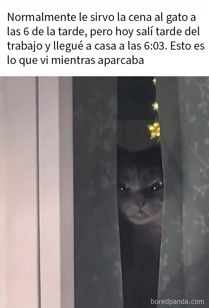 Gato con mala leche mirando fijamente desde detrás de unas cortinas en una escena graciosa y peculiar.