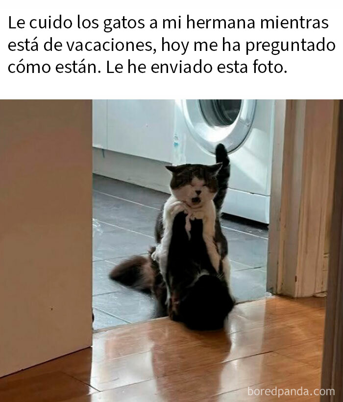 Gatos peleando en casa, demostrando que los gatos tienen muy mala leche con expresiones divertidas y cómicas.