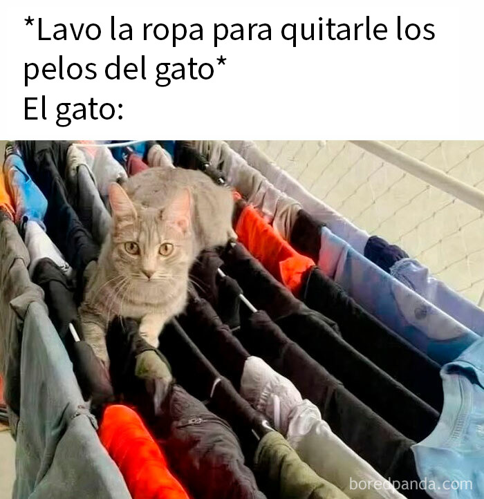 Gato sentado sobre ropa tendida demostrando actitud de mala leche en situación cotidiana graciosa.