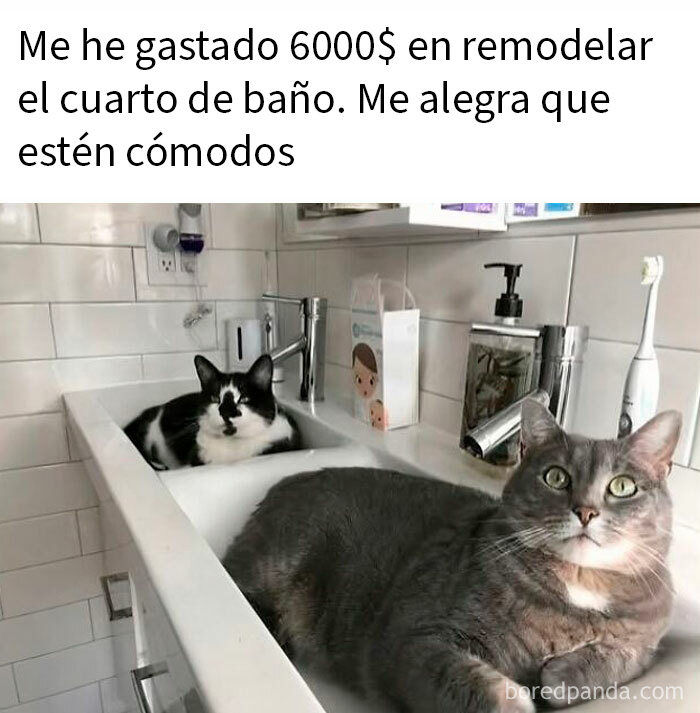 Gatos en lavabo demostrando su mala leche y actitud divertida en remodelación de baño moderna y blanca.