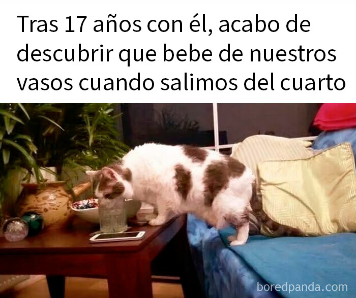 Gato blanco y marrón bebiendo de un vaso en una mesa, demostrando que los gatos tienen muy mala leche.
