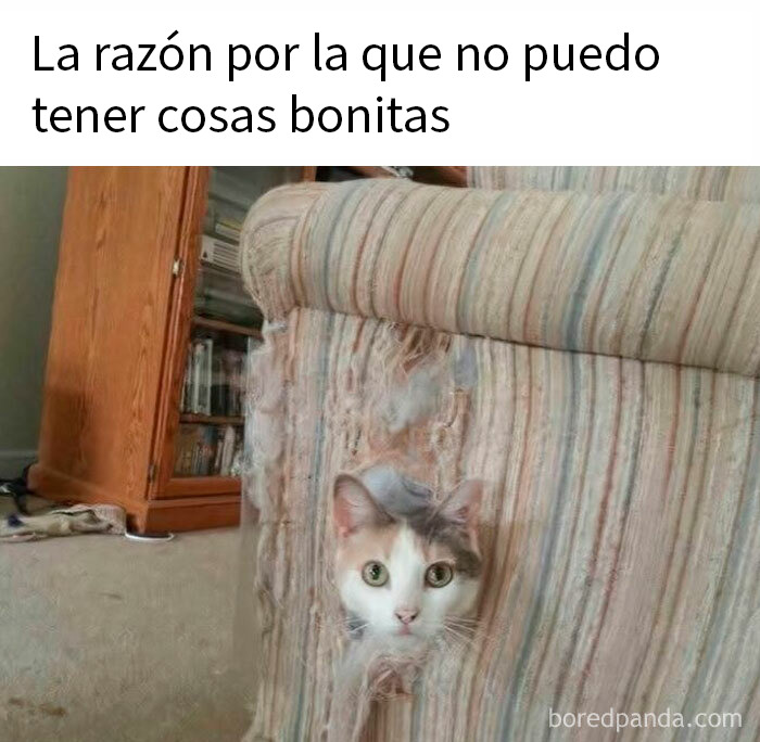 Gato travieso con mala leche ha destrozado el tapizado del sillón, mostrando su lado más divertido y rebelde.