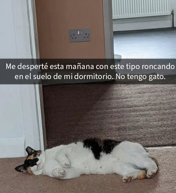 Gato tumbado en el suelo con expresión despreocupada, mostrando la esencia de memes sobre gatos con mala leche.