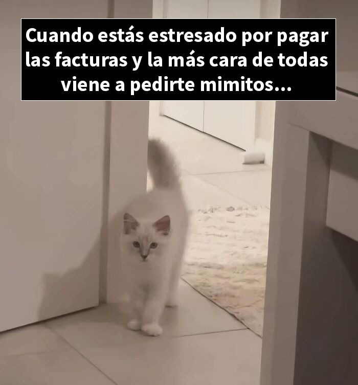 Gato blanco con mirada seria entrando a la habitación, mostrando que los gatos tienen muy mala leche en memes divertidos.