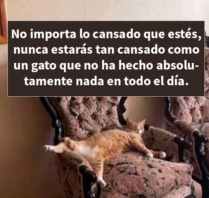 Gato naranja recostado en sillón antiguo, ilustrando la pereza y mala leche de los gatos en memes divertidos.