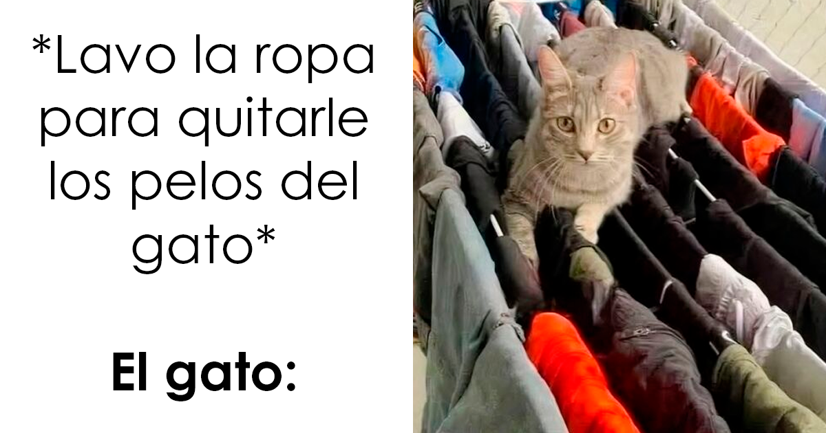 20 Divertidos memes demostrando que los gatos tienen muy mala leche
