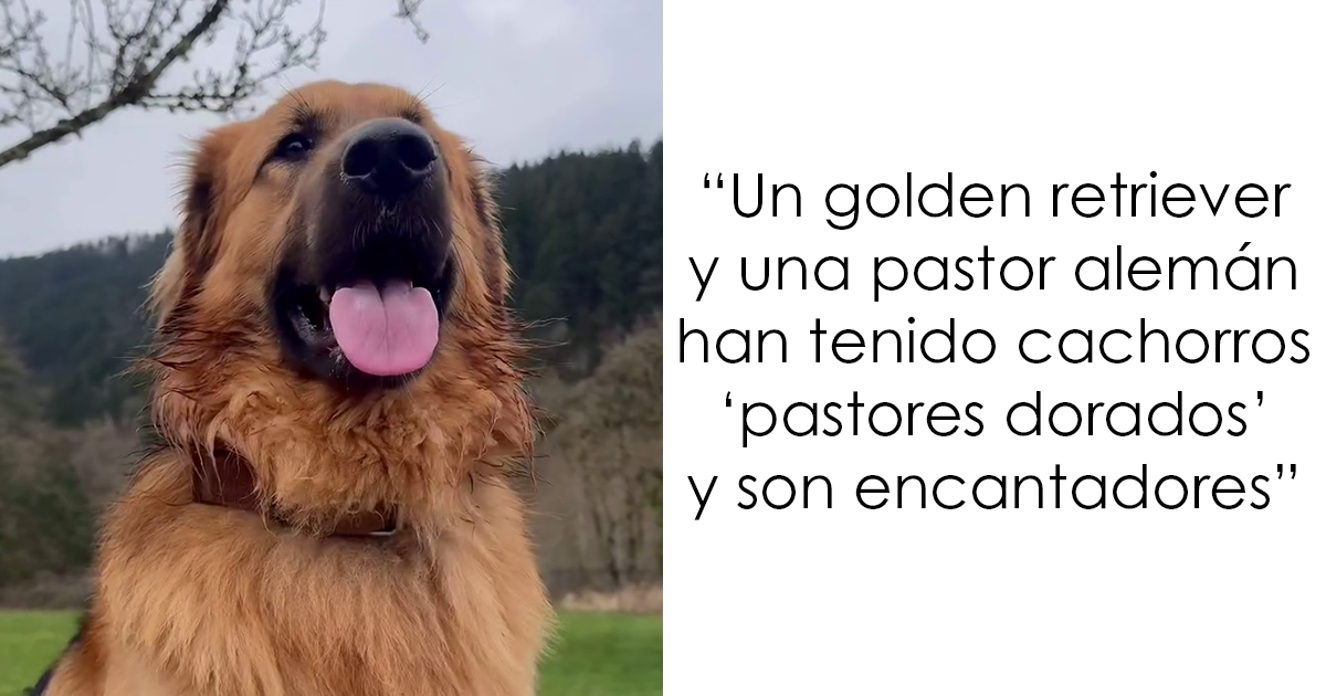 Un golden retriever y una pastor alemán tienen cachorros y la gente no se cansa de ellos