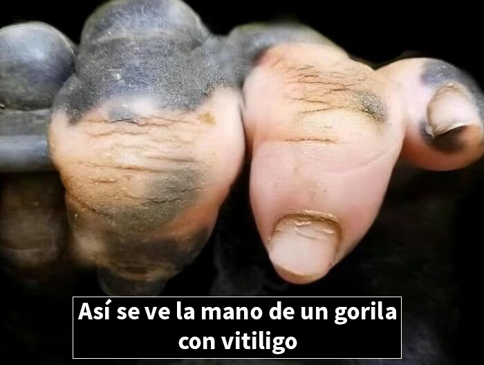 Mano de gorila con vitiligo mostrando manchas claras y piel oscura en un primer plano bastante interesante.
