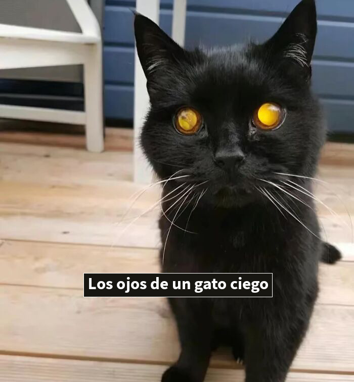 Gato negro con ojos amarillos brillantes sentado en piso de madera en una publicación bastante interesante.