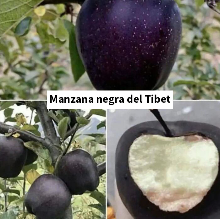 Manzana negra del Tibet en árboles y detalle por dentro, imagen de fruta poco común y atractiva en la naturaleza.