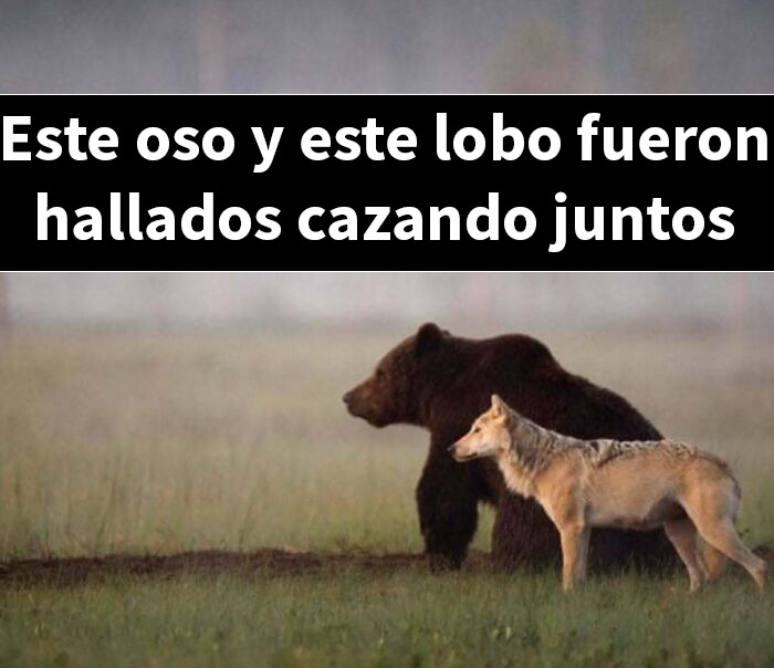 Oso y lobo juntos en la naturaleza, imagen interesante para publicaciones bastante interesantes sobre animales salvajes.