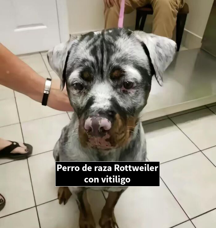 Perro Rottweiler con manchas blancas de vitiligo sentado en el suelo con personas al fondo, imagen bastante interesante