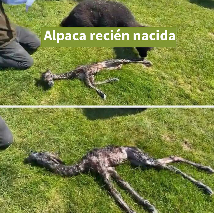 Alpaca recién nacida en un campo verde, mostrando un momento bastante interesante y único en publicaciones virales.