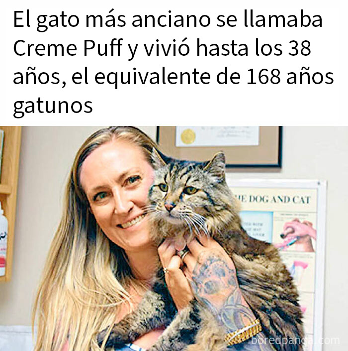 Mujer sonriente sosteniendo al gato más anciano con referencia a publicaciones bastante interesantes sobre gatos longevos.