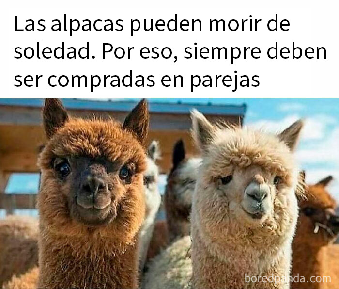 Alpacas en pareja en un entorno rural, destacando datos interesantes y curiosos sobre su cuidado y convivencia social.