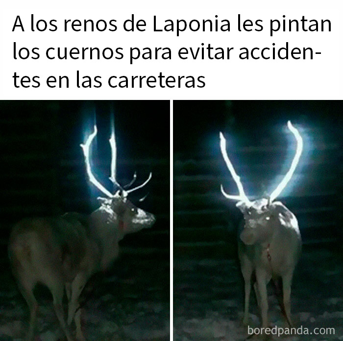 Renos de Laponia con cuernos pintados que brillan en la oscuridad para evitar accidentes en carreteras.