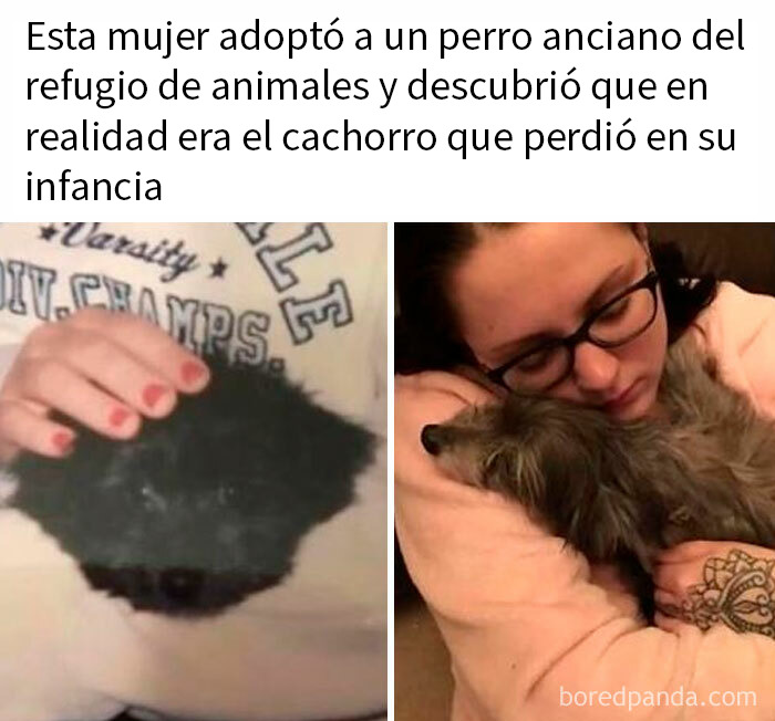 Mujer adopta perro anciano y descubre que es cachorro perdido en historia conmovedora de publicaciones interesantes.