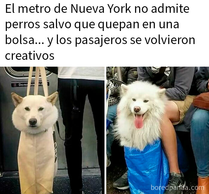 Perros creativos en el metro de Nueva York usando bolsas para cumplir con las normas, publicación interesante y viral.