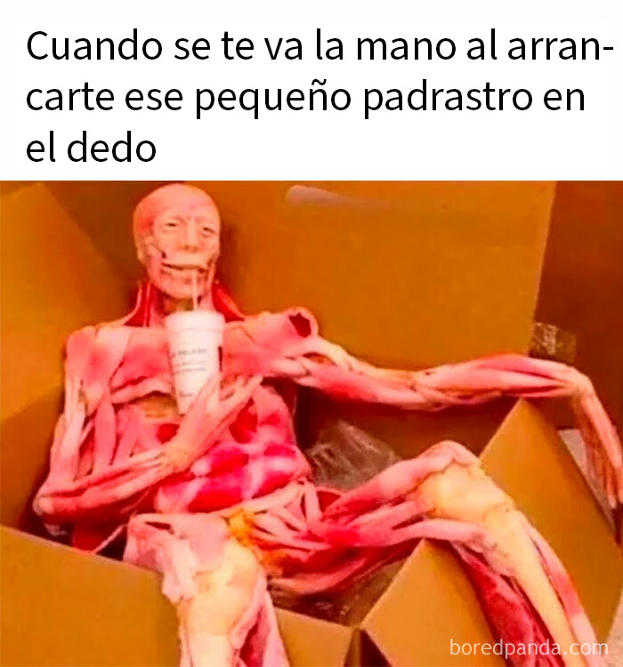 Muñeco anatómico sin piel dentro de caja con vaso, imagen para memes divertidos y caóticos para echarse unas risas.