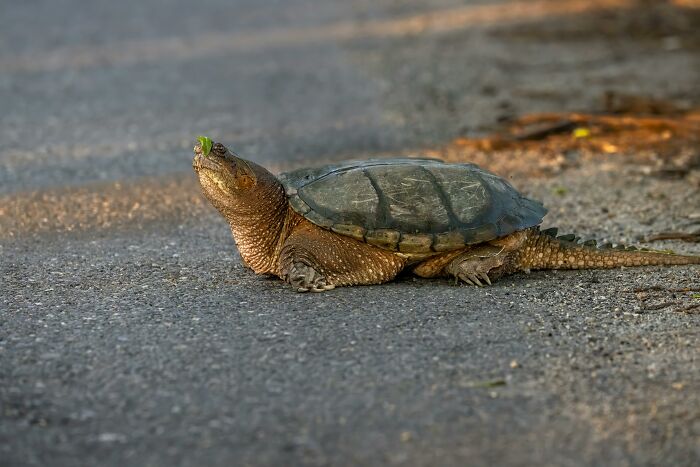 Tortuga en camino con hoja en la cabeza, simbolizando padres cotillas y descubrimiento inesperado de hijos adolescentes.