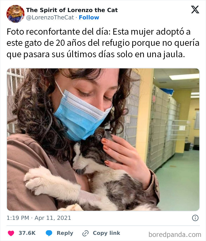 Esto me hizo sonreír e ir a acariciar a mi gato anciano