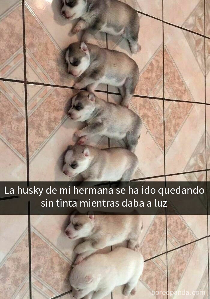 Cachorros de husky preciosos