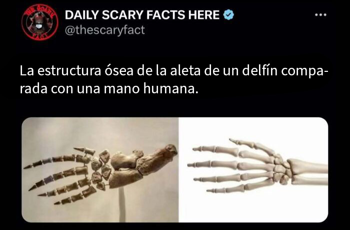 Estructura ósea comparativa entre aleta de delfín y mano humana, datos terroríficos para leer en la oscuridad.