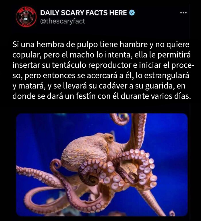 Pulpo hembra estrangula al macho después de la reproducción, dato terrorífico sobre comportamiento animal intrigante y oscuro.