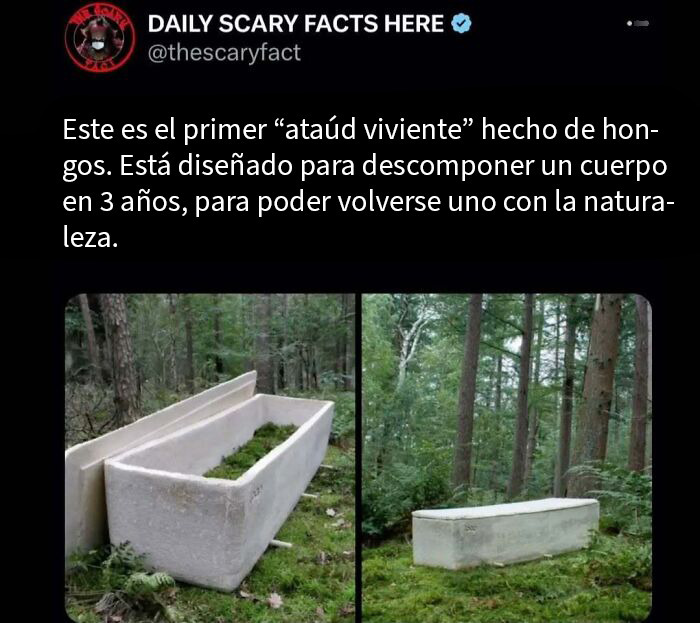 Ataúd viviente de hongos diseñado para descomponer cuerpos y convertirse en naturaleza, dato terrorífico para leer a oscuras.
