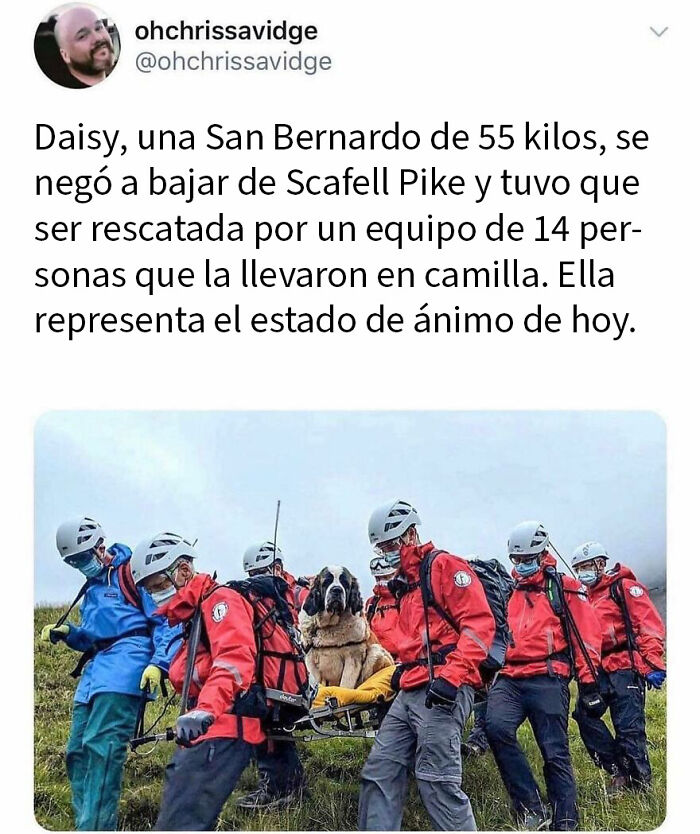 Equipo de rescate británico llevando un perro San Bernardo en camilla, mostrando el sentido del humor único británico en memes.