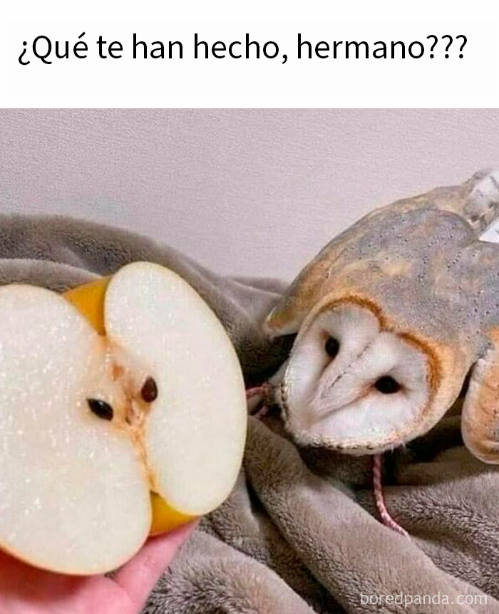 Tapa de caja de vino con ojos falsos pegados que crea un meme divertido para compartir con amigos.