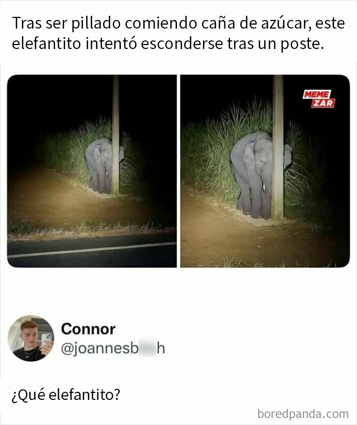 Elefante bebé intentando esconderse detrás de un poste, imagen divertida para memes que querrás enviar a tus amigos.
