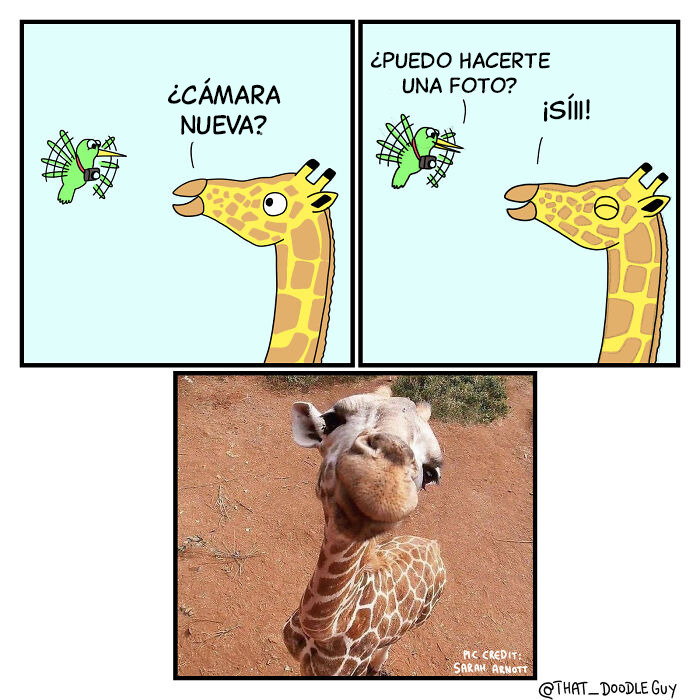 Comic de animales con jirafa y pájaro con cámara, seguido de foto divertida de jirafa mostrando humor animal.