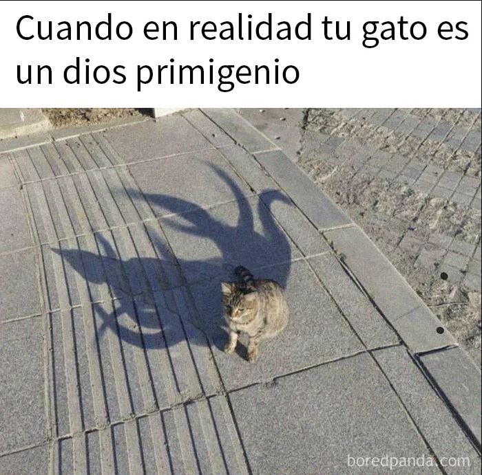 Sombra de gato que parece un dios anciano dimensional con tentáculos en meme divertido para mejorar tu día.