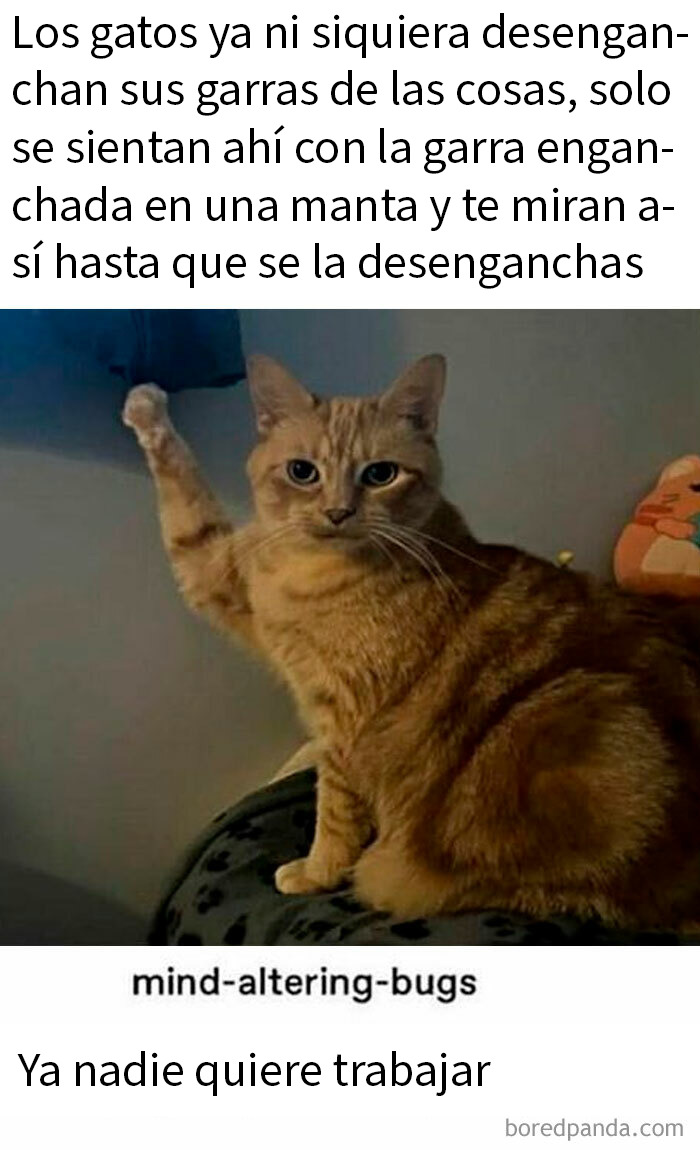 Gato con gorro de fiesta en brazos, meme divertido para mejorar tu día y alegrar con humor viral.