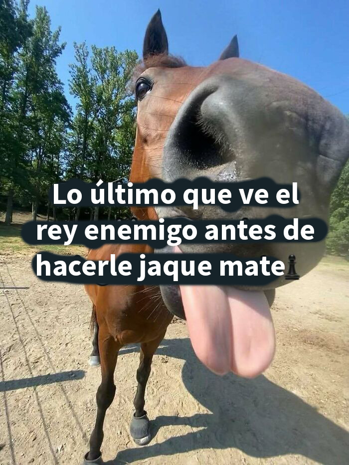 Cachorro pastor reuniendo un rebaño en la cocina del dueño, meme divertido con perro y ovejas para mejorar tu día.