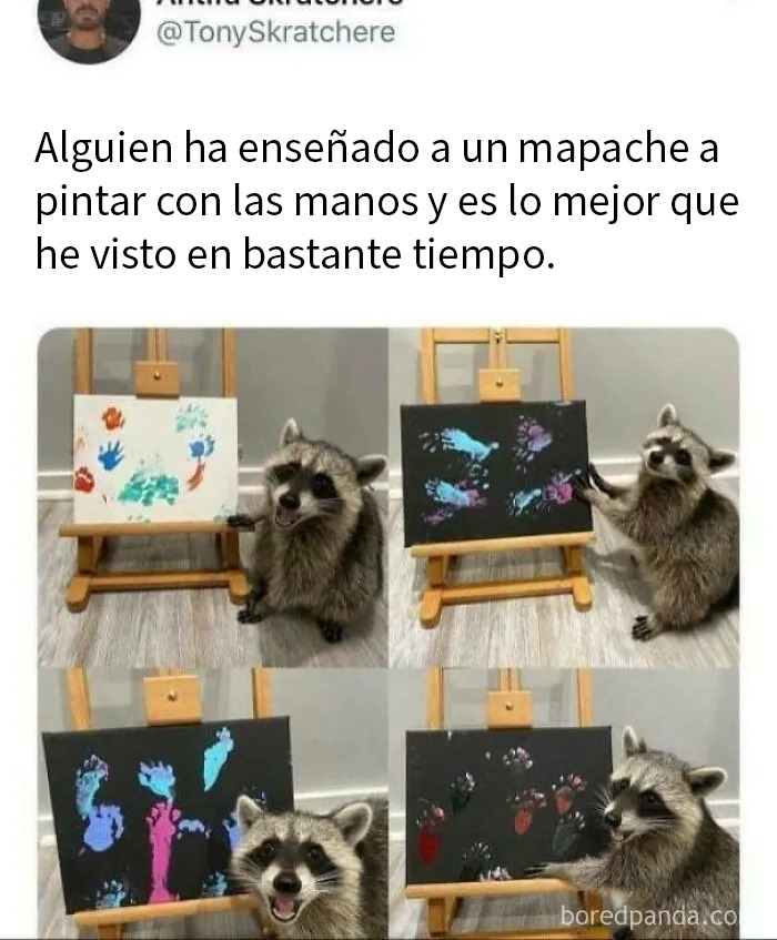 Mapache pintando con las manos en varias obras divertidas compartidas en grupo online de publicaciones aleatorias.