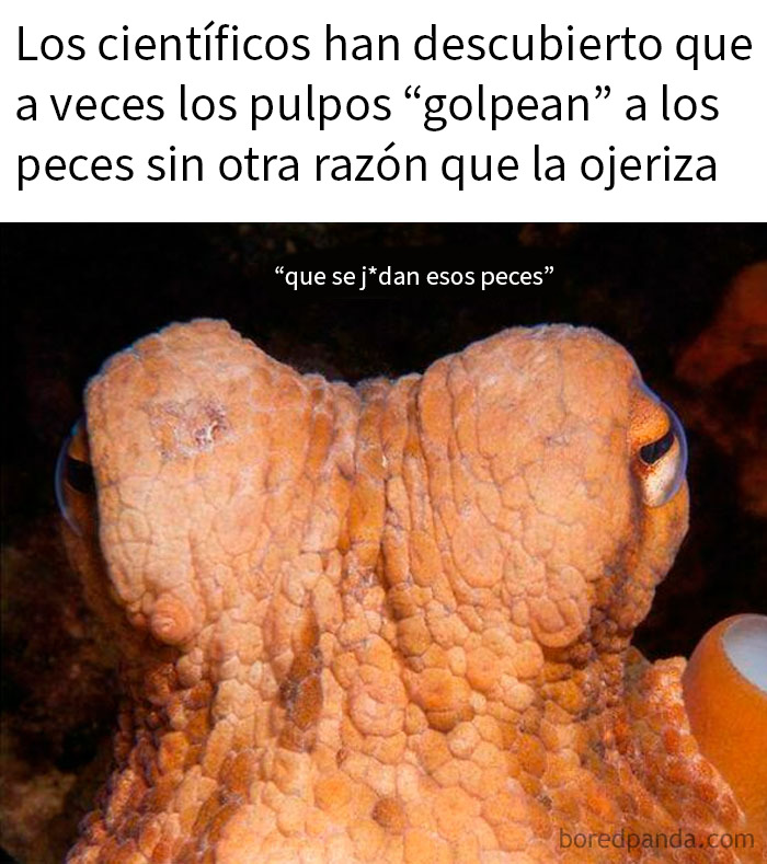 Pulpo con expresión seria en imagen divertida, ilustrando publicaciones aleatorias en grupo online sobre comportamiento animal.