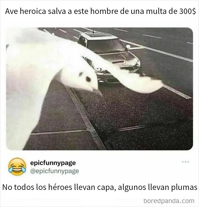 Pájaro pequeño con zapatos de cartón para enderezar sus dedos, imagen divertida para combatir el aburrimiento.