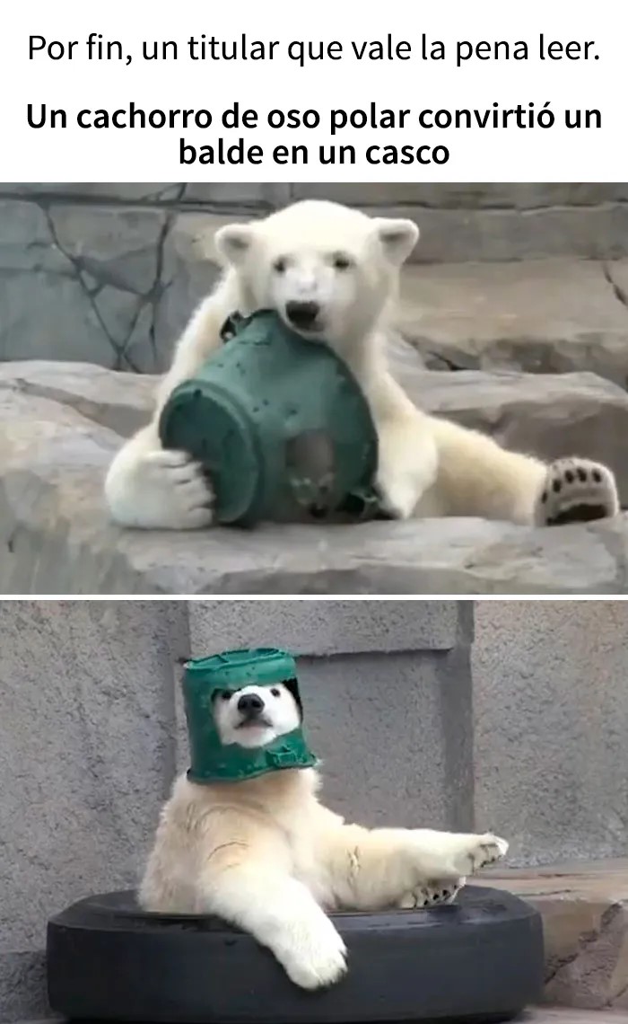 Oso polar bebé usa cubo como casco mientras juega en una rueda, imagen divertida para combatir el aburrimiento.
