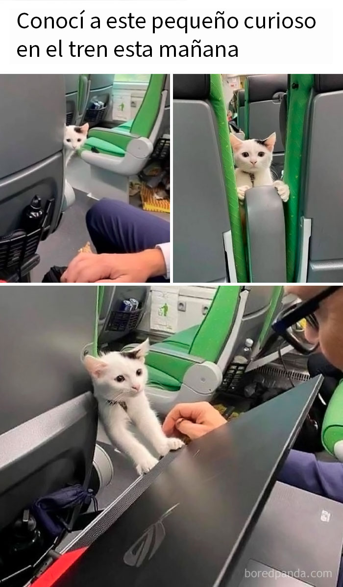 Gato curioso interactuando con pasajero en tren, imagen divertida para combatir el aburrimiento con posts y memes entretenidos.
