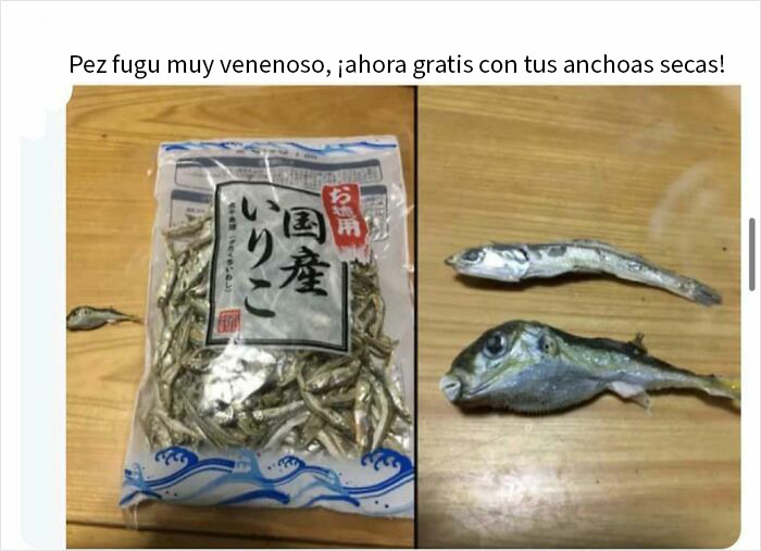 Pez fugu venenoso oculto en anchos secos, un peligro inadvertido que muestra personas sin saber el riesgo real.