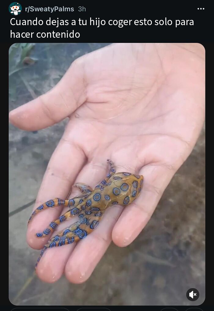 Mano sosteniendo un pequeño pulpo de anillos azules, mostrando uno de los momentos peligrosos sin darse cuenta.