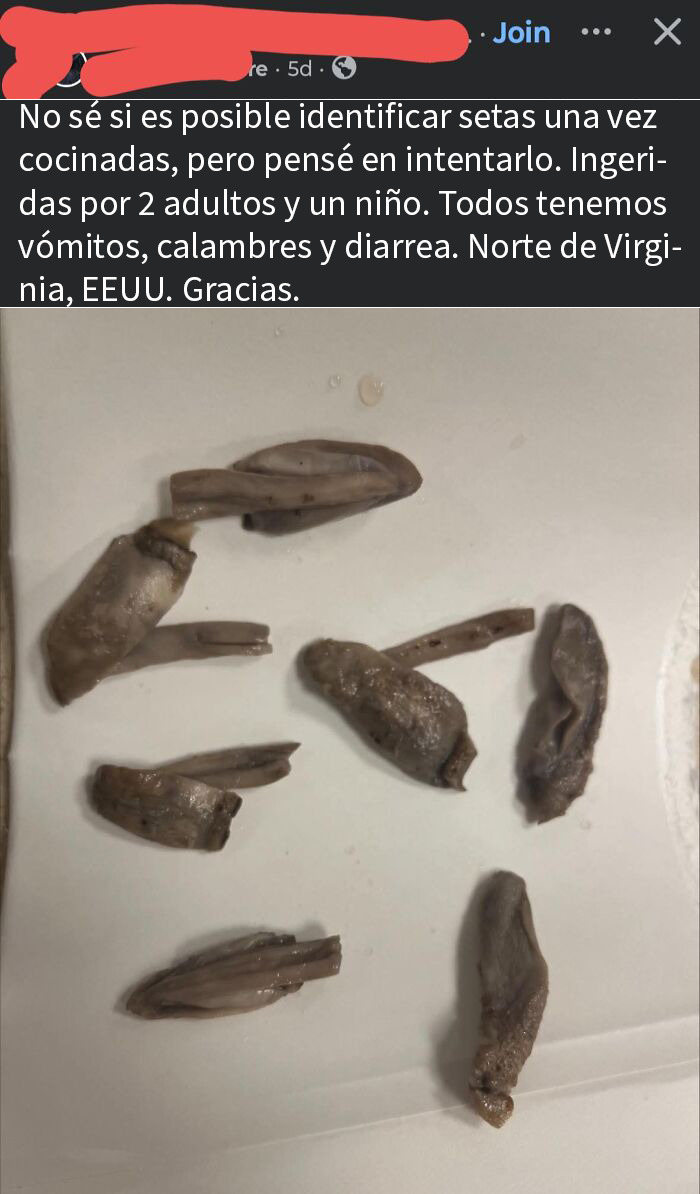 Setas cocinadas en plato blanco, riesgo de intoxicación y síntomas peligrosos sin darse cuenta del peligro.